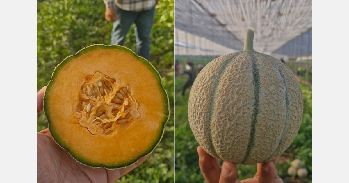 Favorable market for Moroccan melons