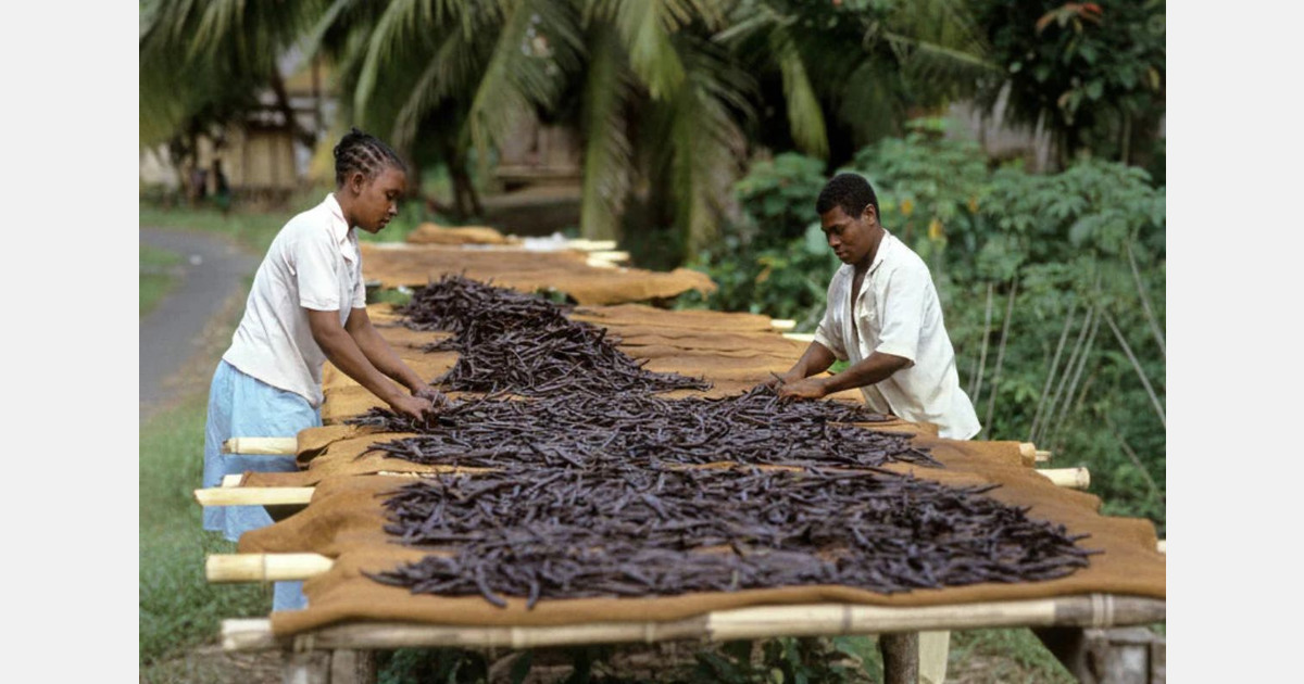 High prices for Malgashi vanilla this season