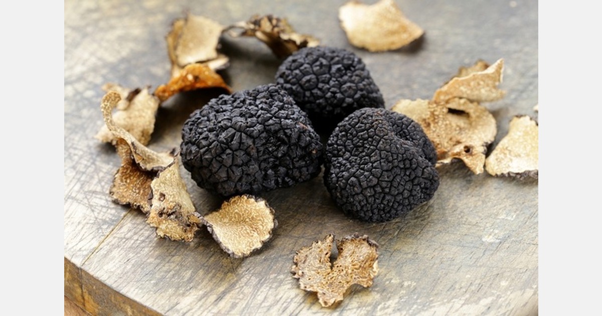 Australian truffle production grows as study links yields to soil