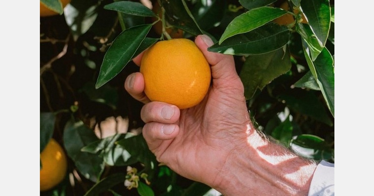 Pricing strengthening on California navel oranges
