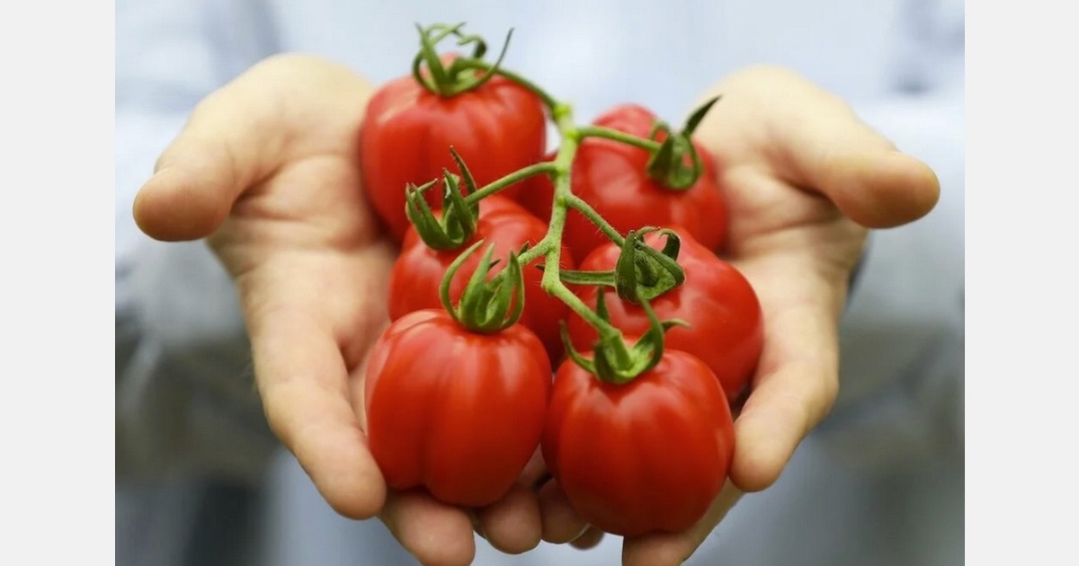 British Tomato Fortnight 2026 to focus on tomato snacking campaign