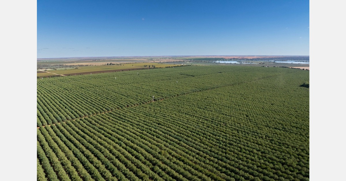 Australian almond portfolio with 18,250ML water rights for sale