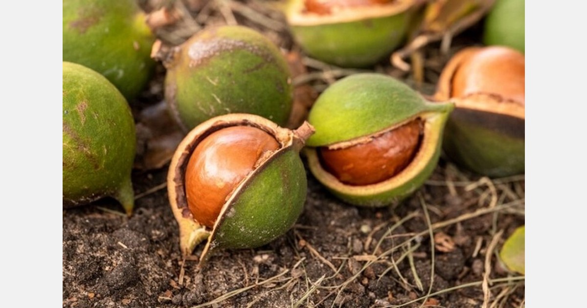 Australian macadamia sector focuses on regenerative production systems