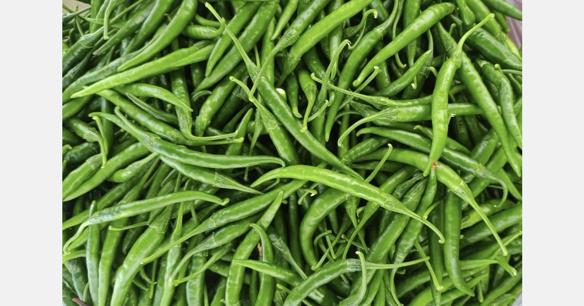 India’s fresh green chilli season kicks off with G4 Gauri heading to the Gulf