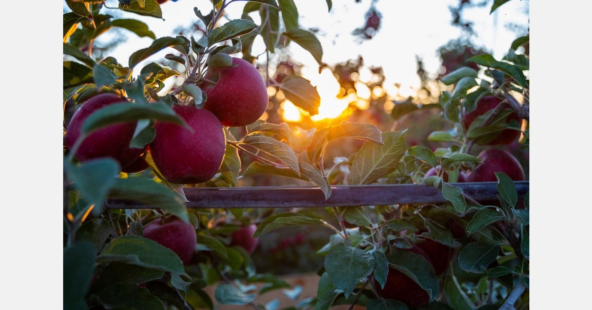 Washington state is North America’s exclusive grower of Cosmic Crisp apples until 2032