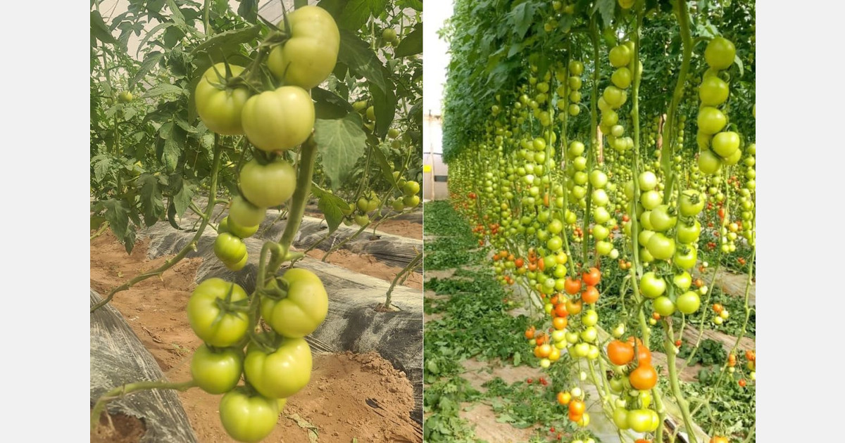Senegal on track to reach self-sufficiency in fresh tomatoes