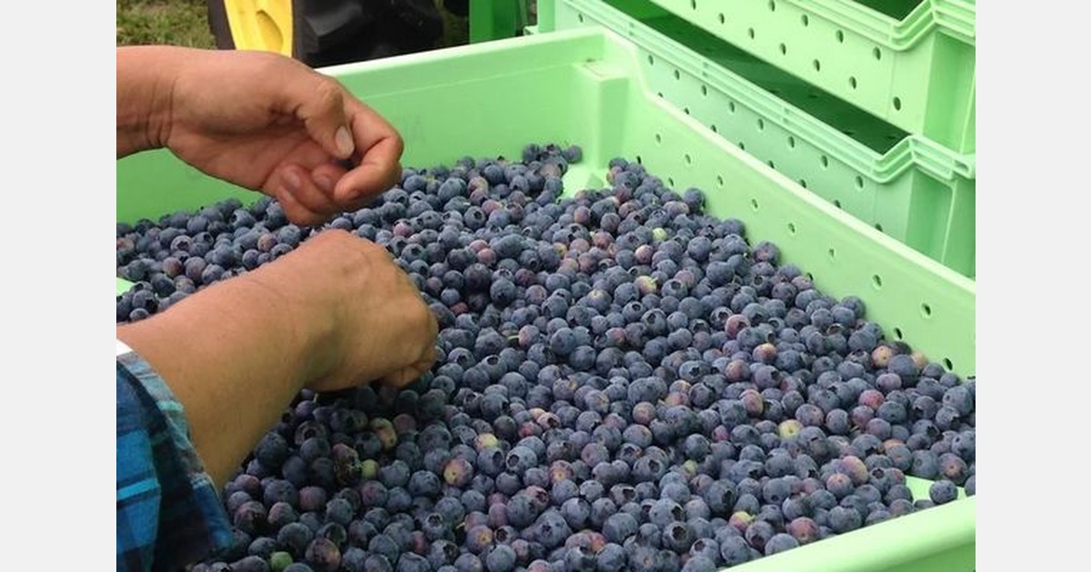 Many Florida blueberry growers lost 75 percent of their crop