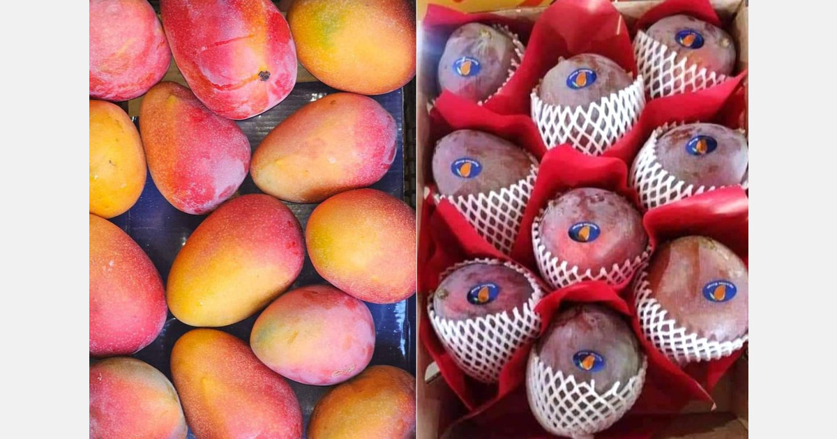 "Egyptian exporters will focus more on late varieties in the upcoming season"