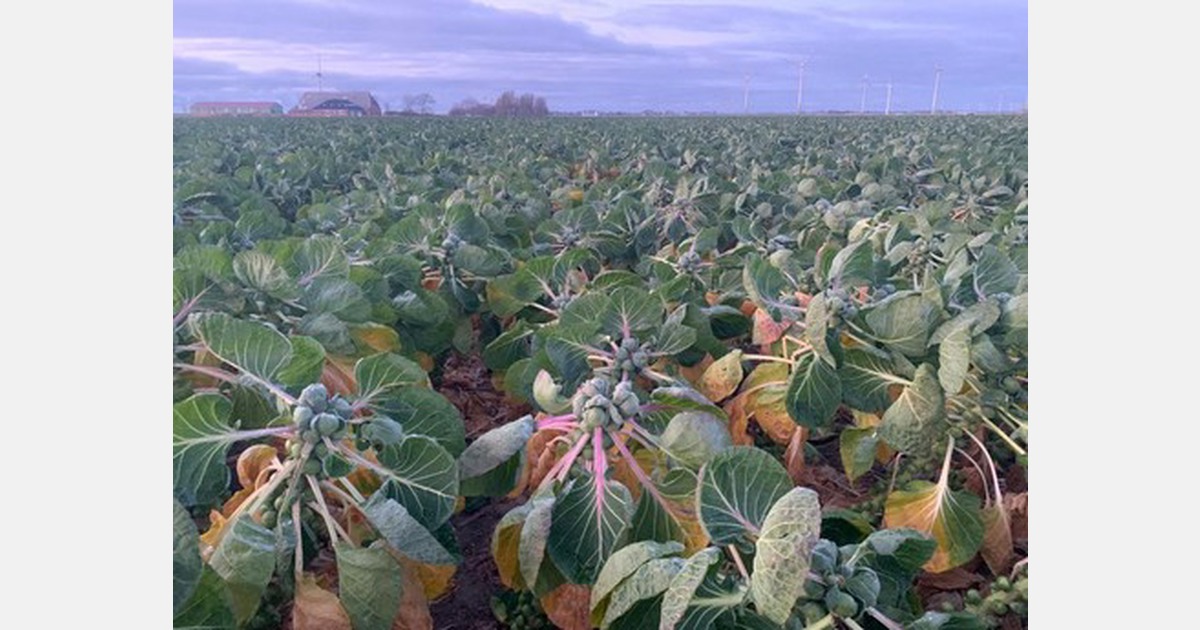"Lower yields and price pressure characterize current Brussels sprouts