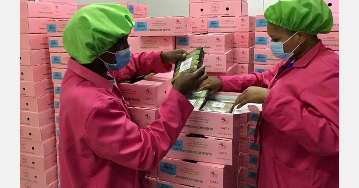 “Este año construiremos nuevos campos que nos permitirán aumentar nuestra producción”