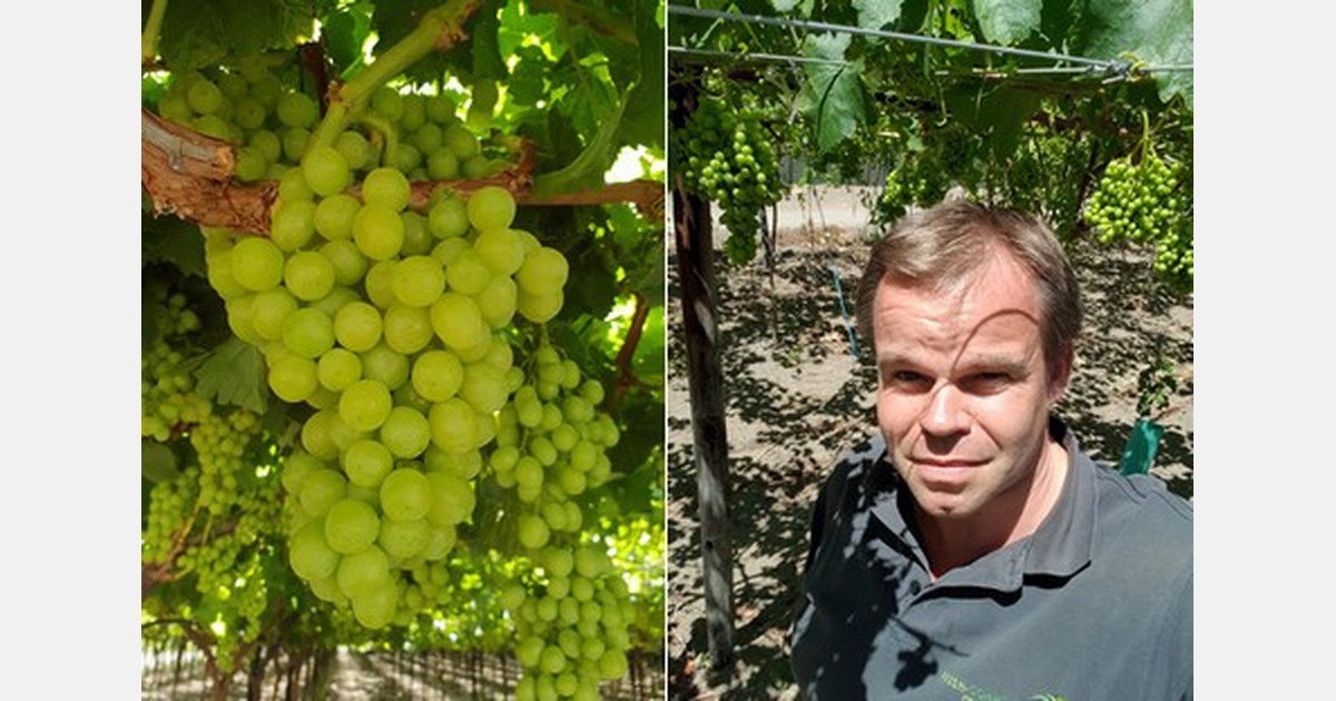 "Strikes in Peru are already causing supply shortages on red seedless grapes"