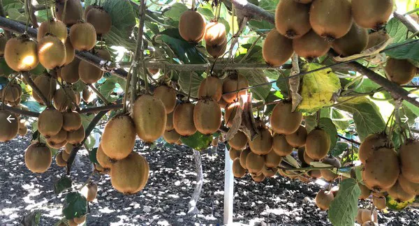 Freshplaza: “Low availability in Italy will drive up demand for Greek kiwifruit”