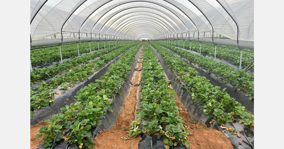 „Hohe Nachfrage nach ersten griechischen Erdbeeren in England und Deutschland“