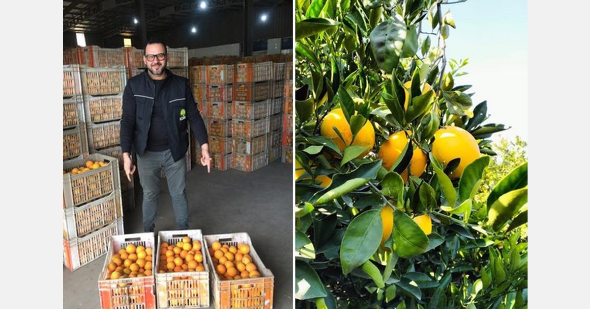 More growth expected for orange exports to Europe