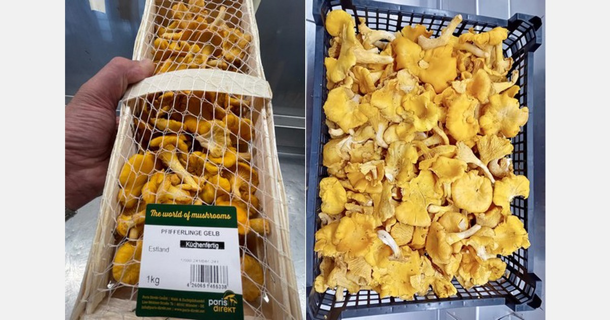 "The best chanterelle campaign I've experienced in years"