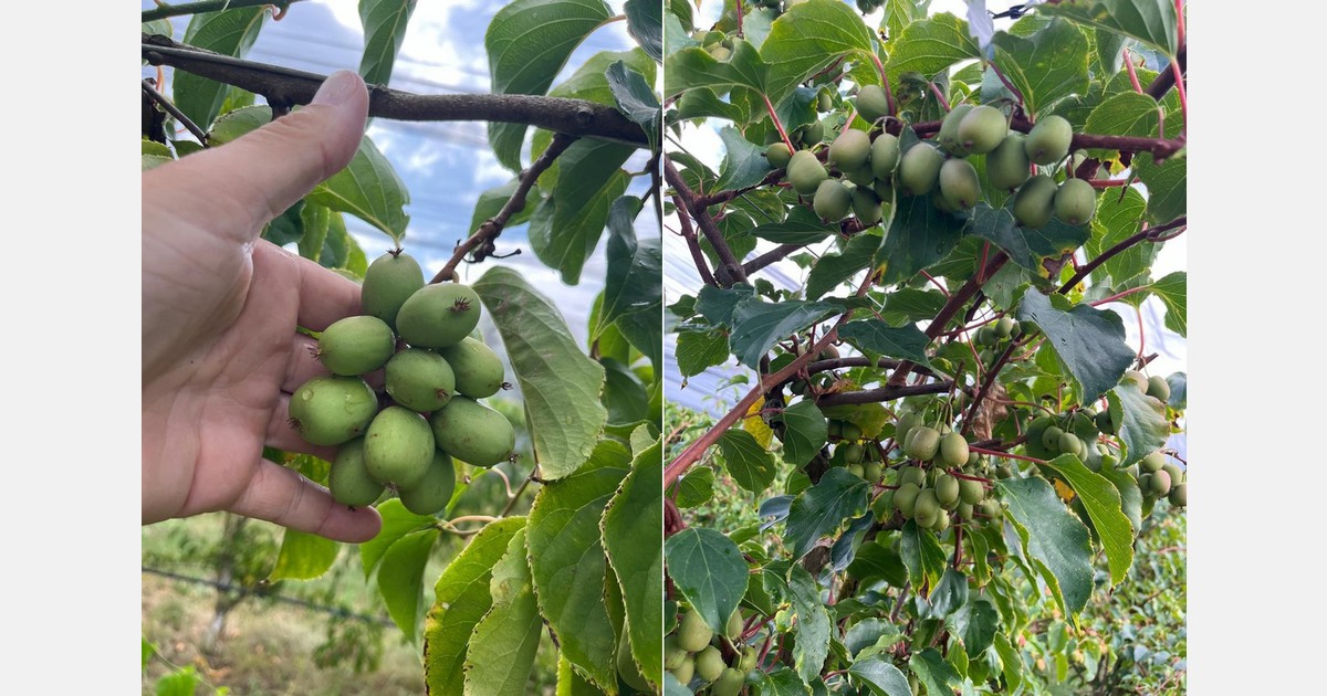 "Good results in terms of yield, fruit size, and skin quality"