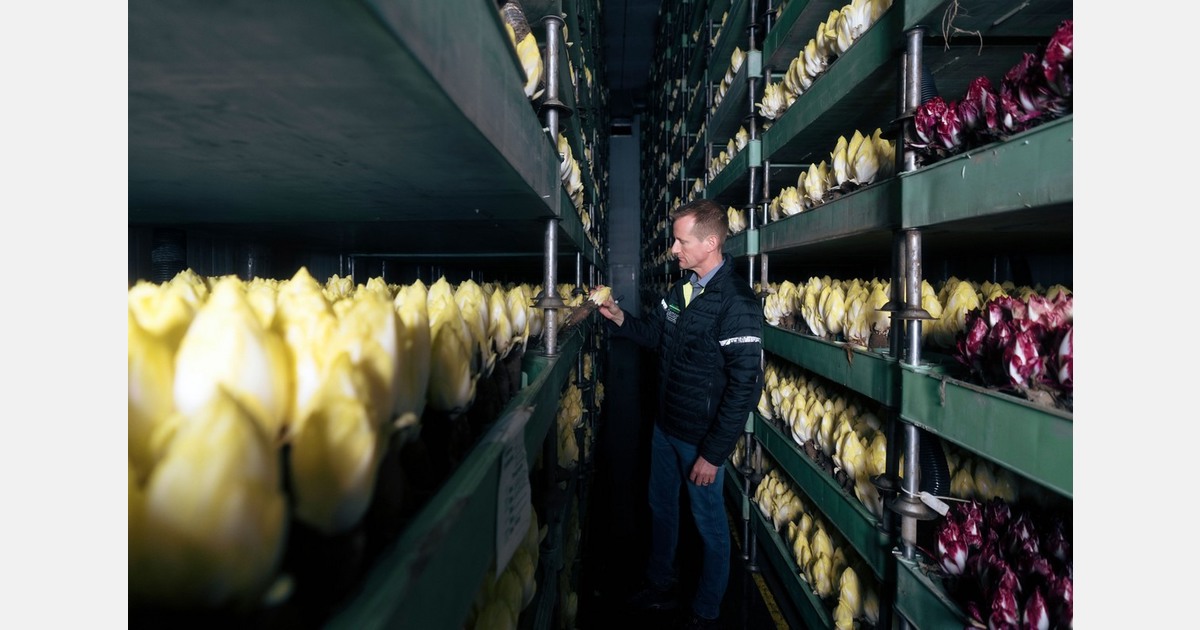 Demand for Swiss endive remains stable