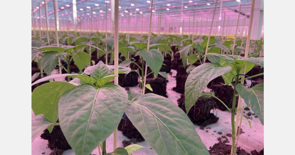 "With 5 hectares of fruit vegetable cultivation, we are responding to increased demand"