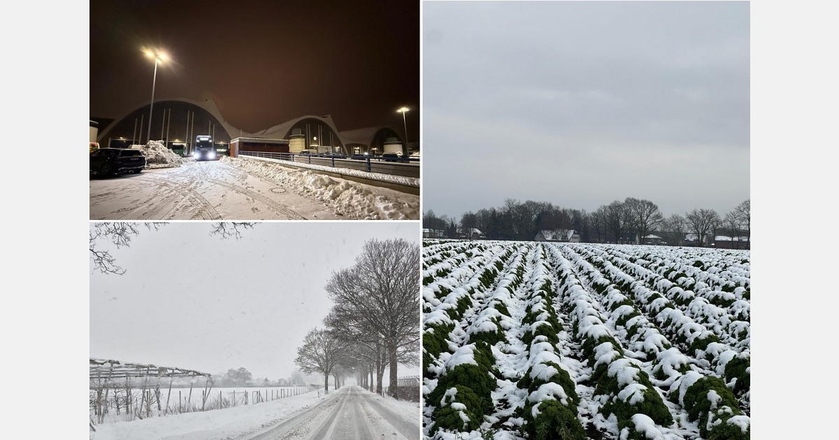 Problems in fruit logistics and delays in the kale harvest