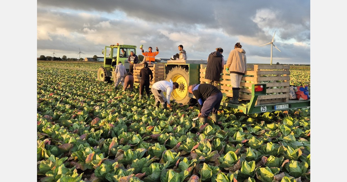 "We are currently lacking cabbage exports to other European countries"