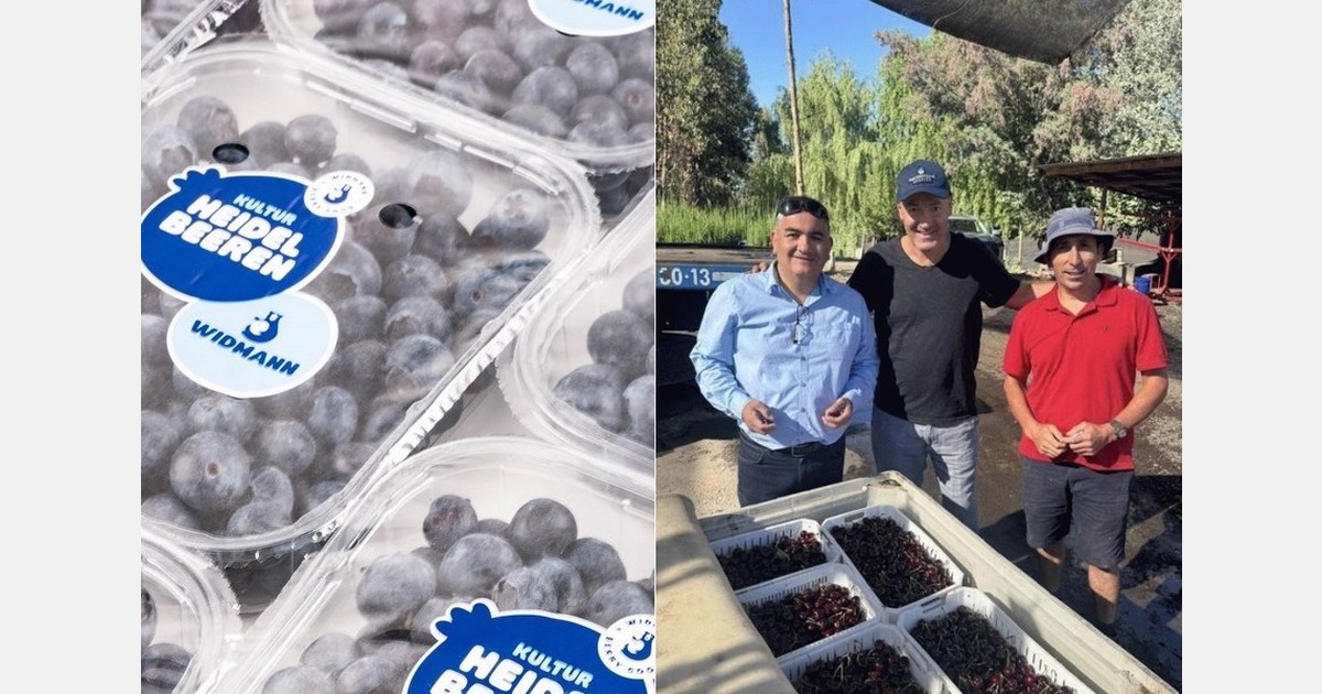 Increase in volume expected for Chilean cherries