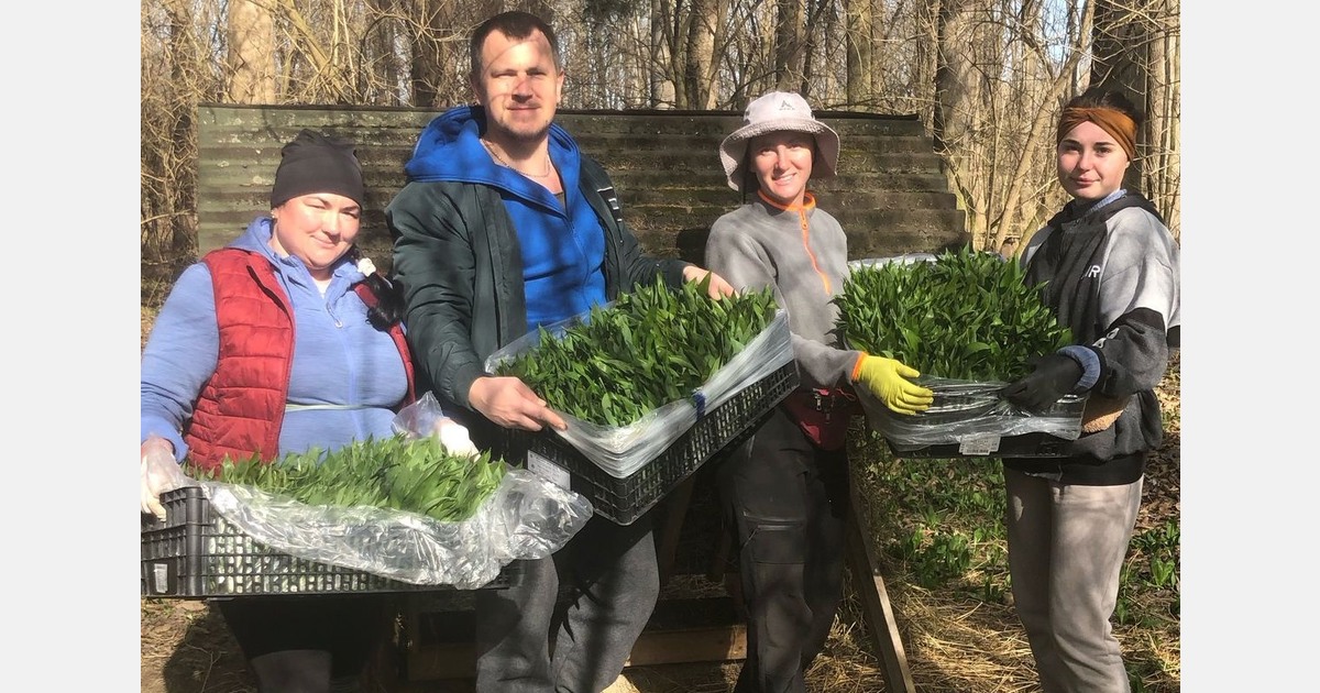 "Cold January has led to a slight delay in the wild garlic harvest"
