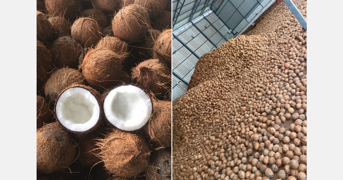 "Even smaller wholesalers are now specifically asking for Indian coconuts"