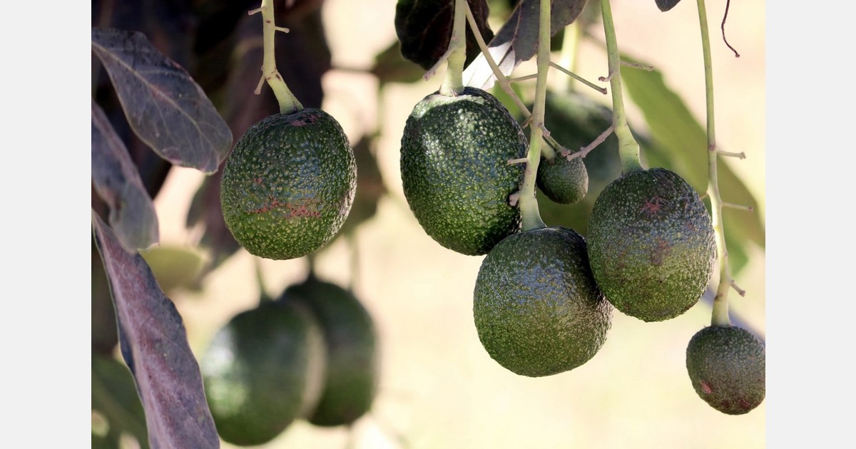 "In addition to organic produce, conventional fruit is also gaining attention in Europe"