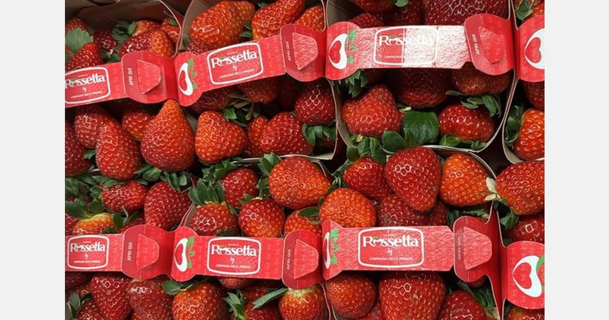 Итальянская клубника: сезон стартовал с умеренных цен и крупной ягоды