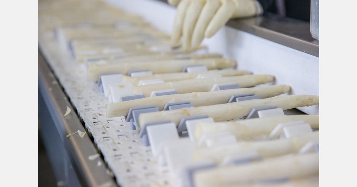 "We expect to have enough asparagus for everyone at Easter"