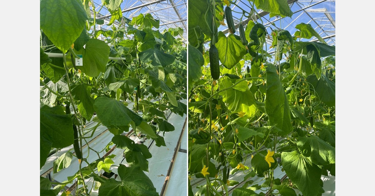 "Growing appreciation for regional eggplants"