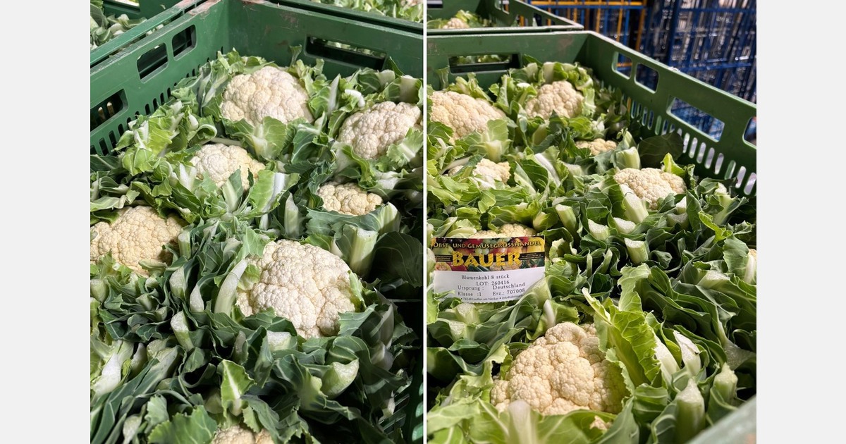 "German cauliflower season starts two to three weeks earlier than usual"
