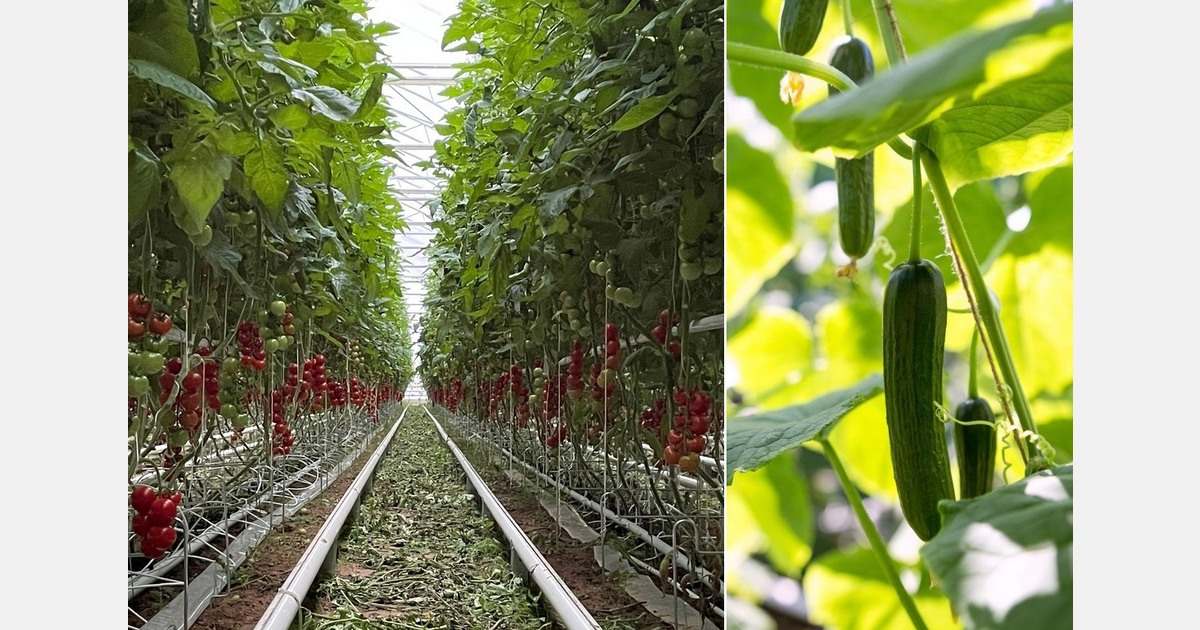 "Modern organic greenhouses are long-term and costly investments"