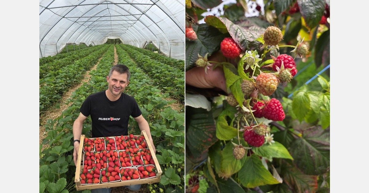 "A strong start for local tunnel strawberries"