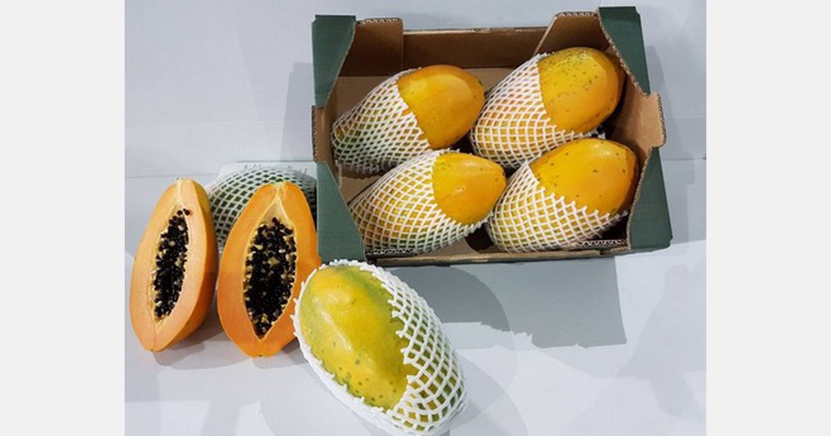 "We have found the best origin for European papayas in the Canary Islands"