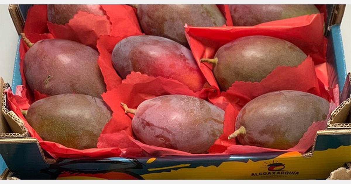 "This year, the first Spanish mangoes are reaching the market with more
