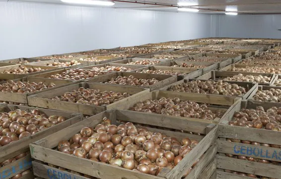El cierre del canal horeca causa un exceso de cebollas españolas grandes