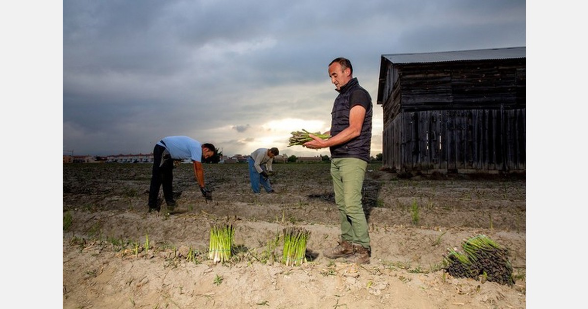 Cold weather delays Granada's green asparagus harvest during its peak season demand