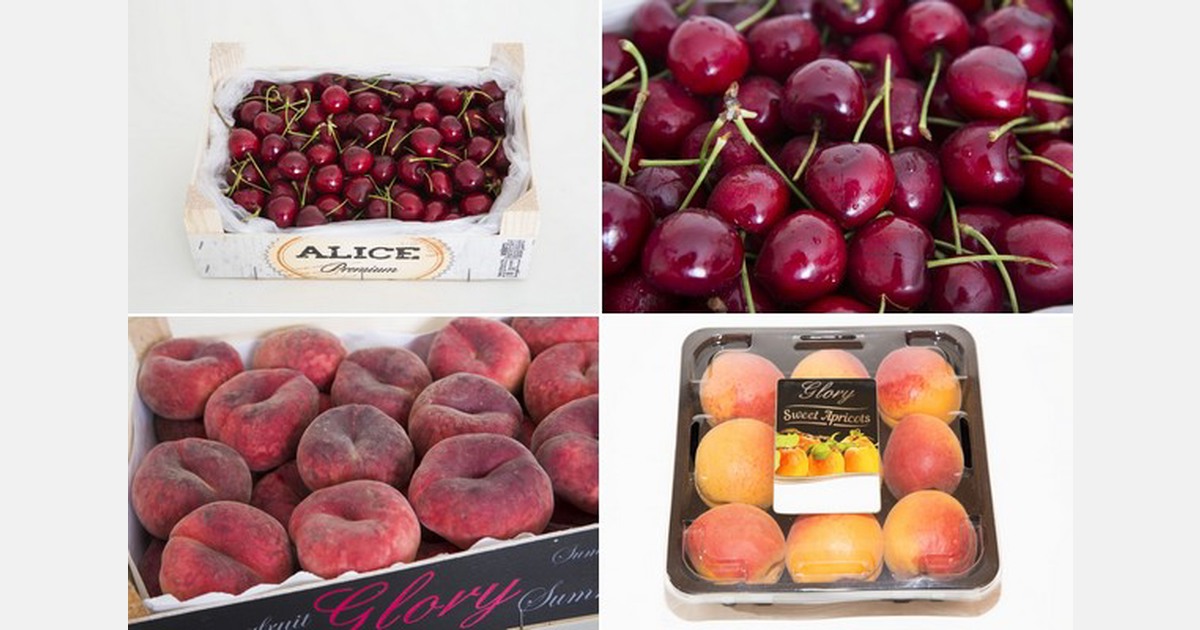 "Good cherry prices do not compensate for the large volumes lost"