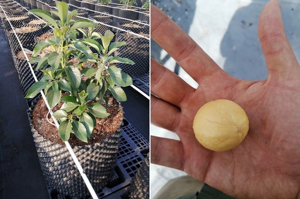 The first nursery for avocado plant clonal propagation in Mexico