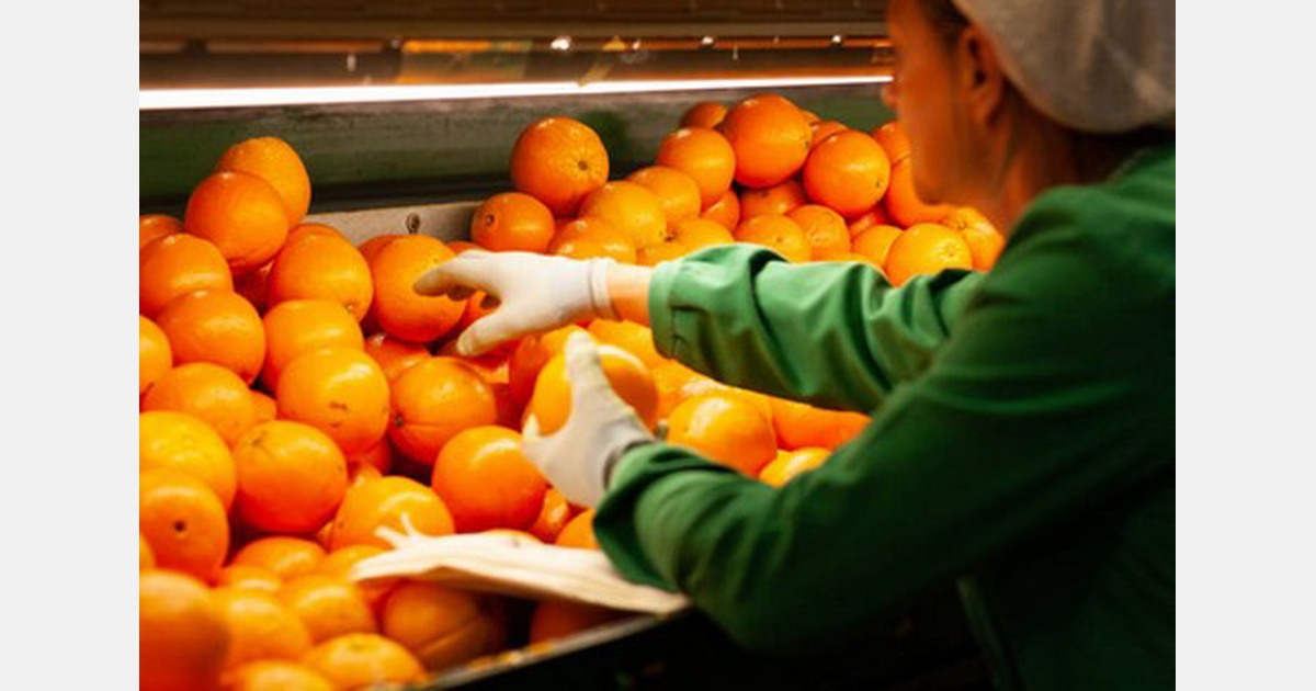 The supply of Spanish mandarins and oranges could increase by 2530 this year