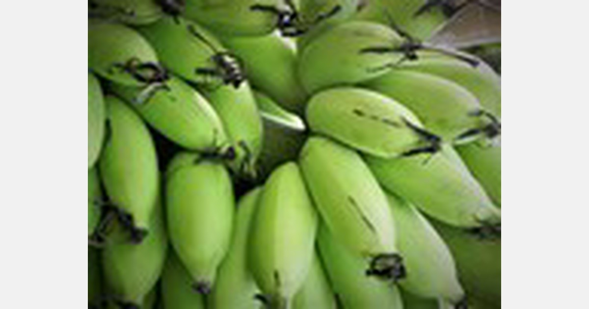 The price of a box of Ecuadorian bananas for 2021 will be set on October 16