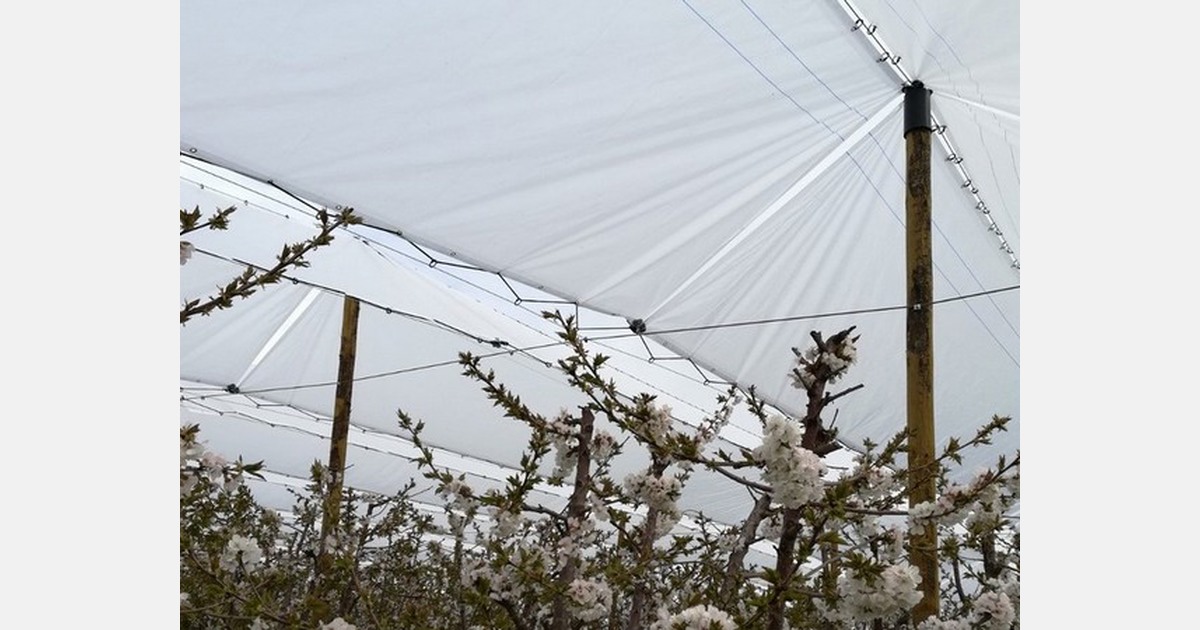 Fruit tree covers that protect from rain and hail and improve and
