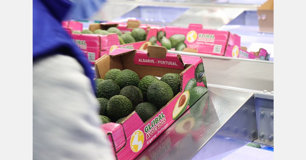 “Em 3 ou 4 anos, a nossa produção portuguesa de abacate ultrapassará os 10 milhões de quilos”