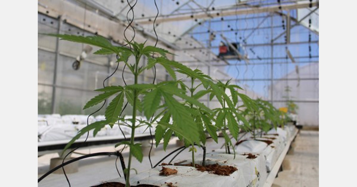 Spanish seed house Intersemillas begins research into medical cannabis
