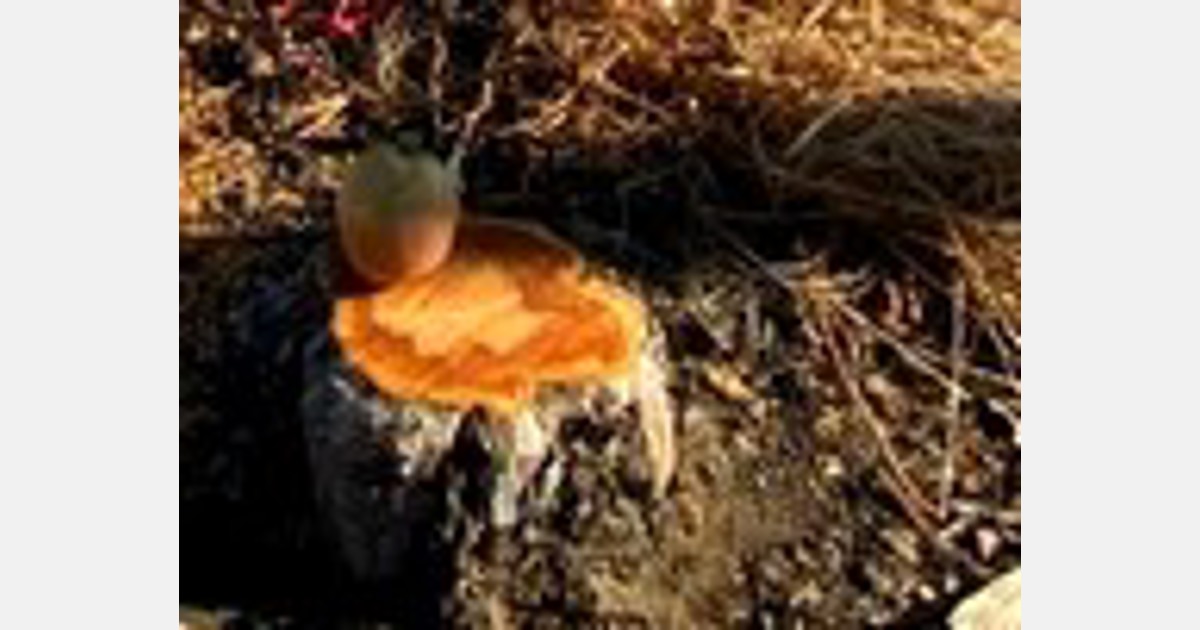 Productores arrancaron 10.000 manzanos de huertas ilegales en dos regiones de Chile.