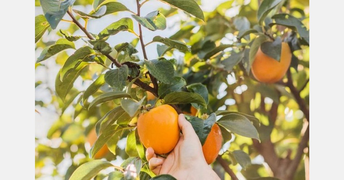 La cosecha española de caqui para la temporada 2022/2023 se estima un 50% por debajo de la capacidad de producción