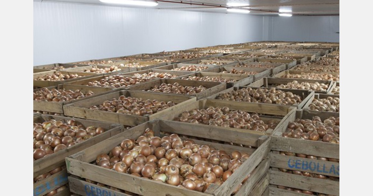 La oferta de cebolla en España y otros puntos de Europa se ha reducido un 40%