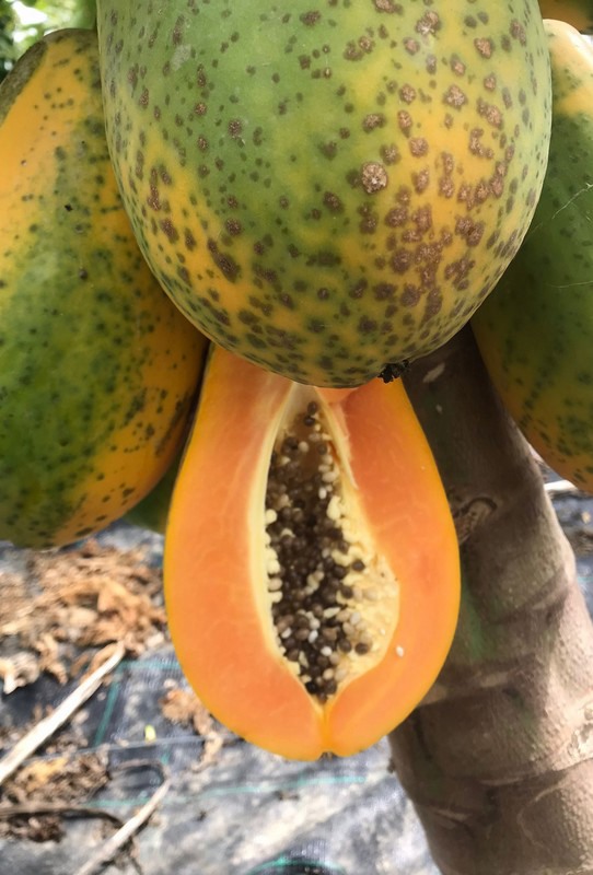 "The spots on the skin of Spanish papayas are a characteristic, not a