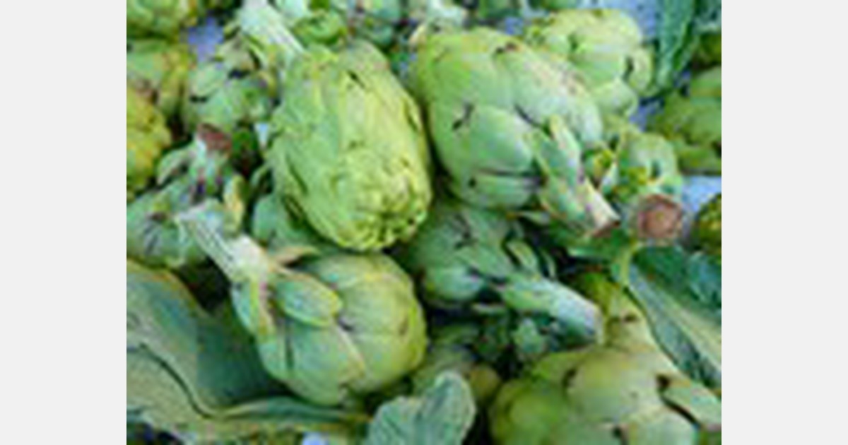 Lorca's artichoke fields were affected by black frost